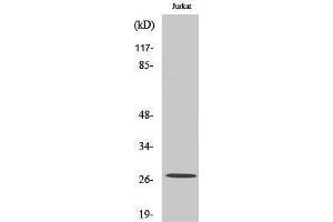 Image no. 1 for anti-NADH Dehydrogenase (Ubiquinone) Flavoprotein 2, 24kDa (NDUFV2) (Internal Region) antibody (ABIN3185807)