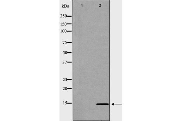 HIST2H2BE antibody  (C-Term)