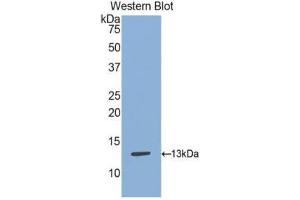 Image no. 1 for anti-S100 Calcium Binding Protein A13 (S100A13) (AA 2-98) antibody (ABIN1078500)