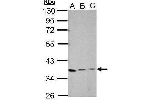 Image no. 1 for anti-X-Ray Repair Complementing Defective Repair in Chinese Hamster Cells 4 (XRCC4) (C-Term) antibody (ABIN2856695)