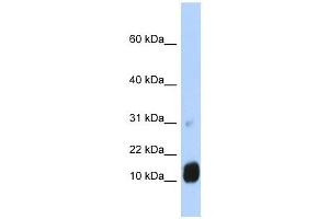 anti-GTP Cyclohydrolase I Feedback Regulator (GCHFR) (N-Term) antibody