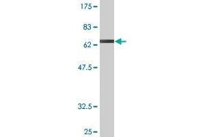 Gasdermin B antibody  (AA 1-411)
