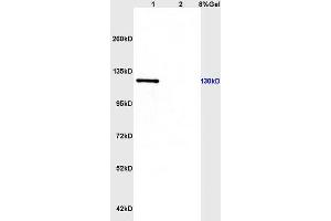 Image no. 6 for anti-CD163 (CD163) (AA 1001-1121) antibody (ABIN741570)