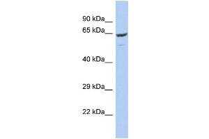 Image no. 1 for anti-F-Box Protein 21 (FBXO21) (C-Term) antibody (ABIN2774726)