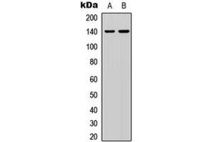 Image no. 1 for anti-SRC Kinase Signaling Inhibitor 1 (SRCIN1) (Center) antibody (ABIN2706748)