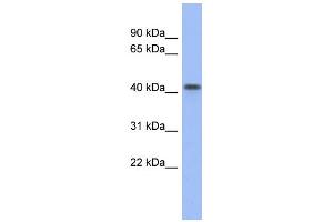 Image no. 1 for anti-FLT3-Interacting Zinc Finger 1 (FIZ1) (Middle Region) antibody (ABIN2779236)