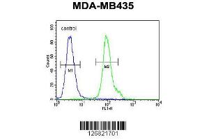 Image no. 2 for anti-Nucleophosmin/nucleoplasmin 3 (NPM3) (AA 30-58), (N-Term) antibody (ABIN651528)