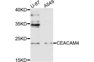 Image no. 1 for anti-Carcinoembryonic Antigen-Related Cell Adhesion Molecule 4 (CEACAM4) antibody (ABIN4903244)