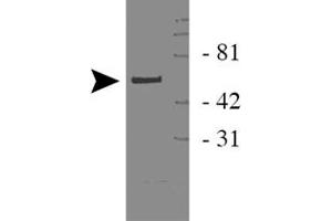 Image no. 1 for anti-WW Domain Containing Transcription Regulator 1 (WWTR1) antibody (ABIN540238)