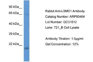 Image no. 1 for anti-LSM Domain Containing 1 (LSMD1) (Middle Region) antibody (ABIN2788455)