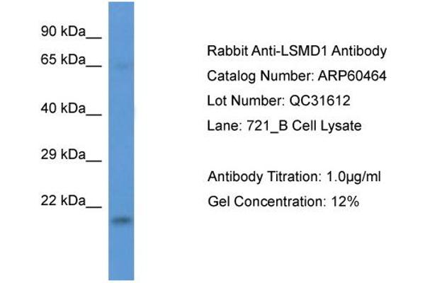 LSMD1 antibody  (Middle Region)