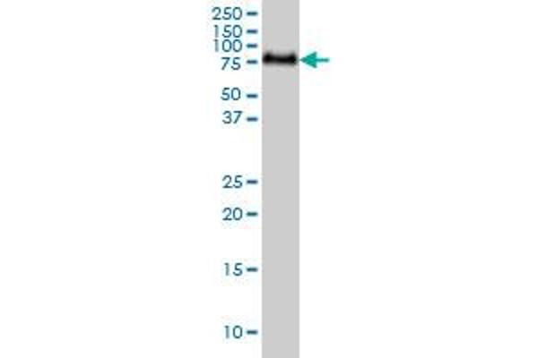 GALNT6 antibody  (AA 523-622)