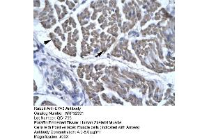Image no. 2 for anti-Eyes Absent Homolog 3 (EYA3) (Middle Region) antibody (ABIN2779571)