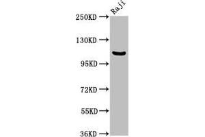 NFKB1 抗体  (AA 1-961)