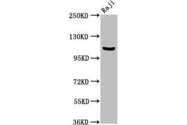 NFKB1 抗体  (AA 1-961)