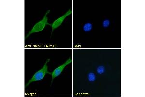 Image no. 2 for anti-NLR Family, Pyrin Domain Containing 10 (NLRP10) (N-Term) antibody (ABIN1019668)