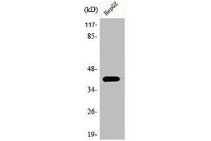 Western Blot analysis of A549 cells using Actin-κ Polyclonal Antibody
