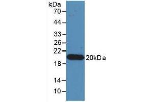 Image no. 1 for anti-Interleukin 17 (IL17) (AA 20-155) antibody (ABIN6002819)