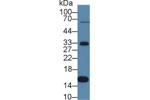 Image no. 4 for anti-Transthyretin (TTR) (AA 21-150) antibody (ABIN1863252)