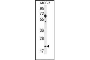 CLDN25 antibody  (Middle Region)