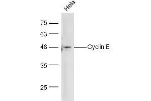 Image no. 1 for anti-Cyclin E1 (CCNE1) (AA 375-411) antibody (ABIN670311)