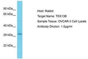Image no. 1 for anti-Testis Expressed 13B (TEX13B) (AA 93-142) antibody (ABIN6750646)