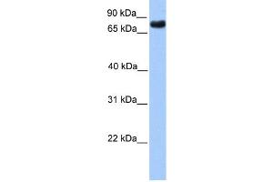 Image no. 1 for anti-Transducin-Like Enhancer Protein 2 (TLE2) (N-Term) antibody (ABIN2779582)
