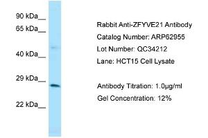 Image no. 1 for anti-Zinc Finger, FYVE Domain Containing 21 (ZFYVE21) (Middle Region) antibody (ABIN2789312)