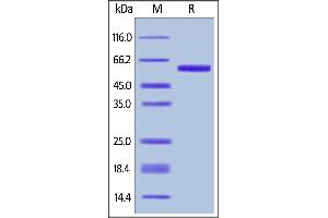 Image no. 2 for Tumor Necrosis Factor (Ligand) Superfamily, Member 4 (TNFSF4) (AA 51-183) (Active) protein (AVI tag,Fc Tag,Biotin) (ABIN6731293)