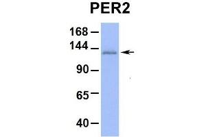 Image no. 3 for anti-Period Circadian Protein 2 (PER2) (Middle Region) antibody (ABIN2781189)