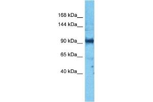 Image no. 1 for anti-Par-3 Partitioning Defective 3 Homolog (PARD3) (N-Term) antibody (ABIN5517233)