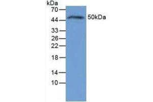Image no. 2 for anti-Interleukin 6 Receptor (IL6R) (AA 19-10) antibody (ABIN1862786)