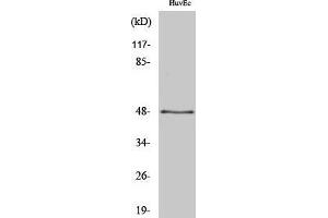 Image no. 1 for anti-Synaptotagmin XIII (SYT13) (Internal Region) antibody (ABIN3187126)
