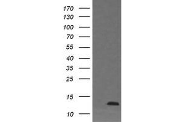 anti-D-Dopachrome Tautomerase (DDT) antibody