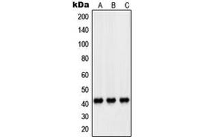 Image no. 2 for anti-Peroxisomal Biogenesis Factor 14 (PEX14) (Center) antibody (ABIN2706796)