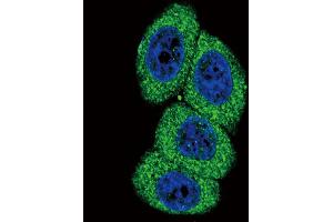 Immunofluorescence (IF) image for anti-Cytochrome P450, Family 4, Subfamily B, Polypeptide 1 (CYP4B1) antibody (ABIN2158462)