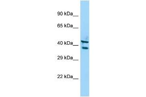 Image no. 1 for anti-Serine/threonine Kinase 35 (STK35) (C-Term) antibody (ABIN2790707)