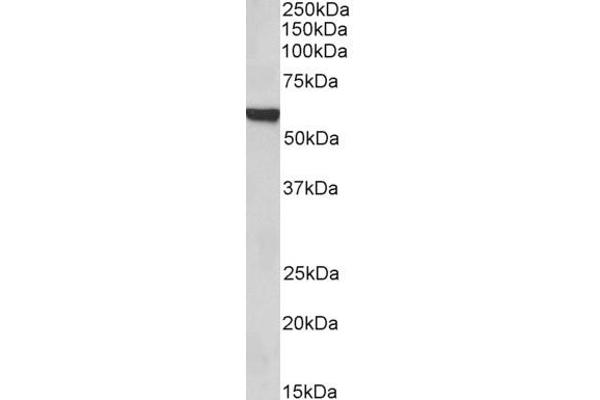 FOXA2 Antikörper  (C-Term)