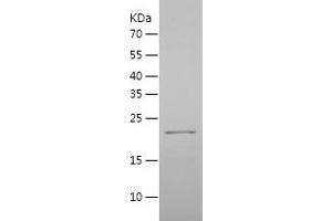Mafg Protein (AA 1-162) (His tag)