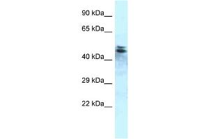 Image no. 1 for anti-Protein Phosphatase 1, Regulatory Subunit 7 (PPP1R7) (C-Term) antibody (ABIN2786685)