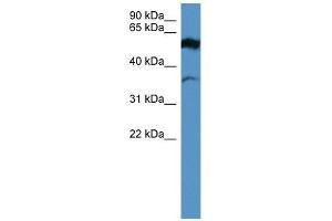 Image no. 1 for anti-Fascin 2 (FSCN2) (Middle Region) antibody (ABIN929348)