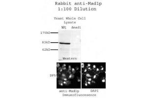 Image no. 2 for anti-Proteasome (Prosome, Macropain) 26S Subunit, Non-ATPase, 14 (PSMD14) antibody (ABIN108650)