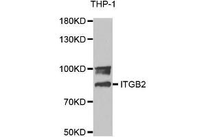 Integrin beta 2 Antikörper  (AA 70-170)