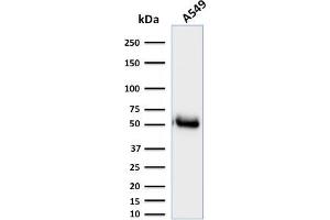 anti-CD14 (CD14) (AA 25-148) antibody