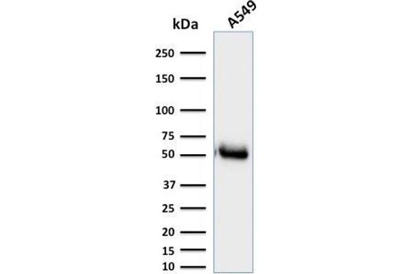 anti-CD14 (CD14) (AA 25-148) antibody