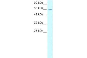 Image no. 2 for anti-Tripartite Motif Containing 15 (TRIM15) (N-Term) antibody (ABIN2775930)