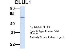 Image no. 2 for anti-Clusterin-Like 1 (Retinal) (CLUL1) (Middle Region) antibody (ABIN2786023)
