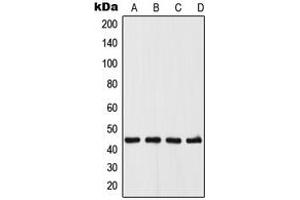 Image no. 1 for anti-UDP-Glucose Ceramide Glucosyltransferase (UGCG) (N-Term) antibody (ABIN2707778)