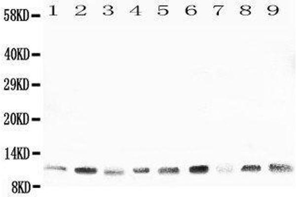HSPE1 antibody  (C-Term)