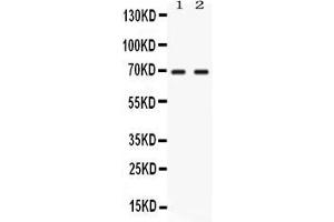 anti-Nuclear Factor I/A (NFIA) (AA 180-224), (Middle Region) antibody